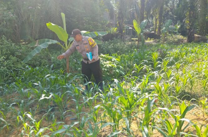 
					Tak Cuma Jaga Keamanan, Polsek Simpang Kanan Monitoring Jagung Pipil Demi Ketahanan Pangan