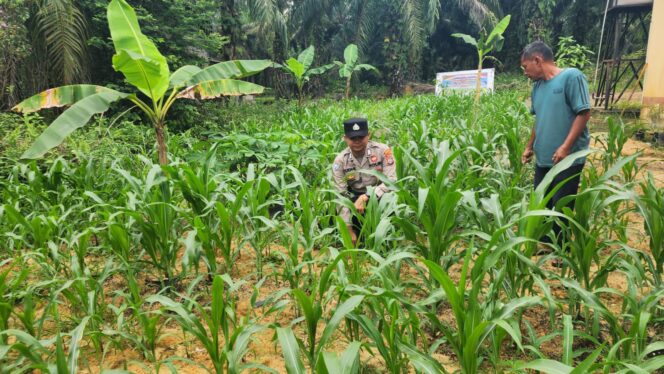 
					Berkat Upaya Bhabinkamtibmas, Peran Aktif Polsek Simpang Kanan Kawal Ketapang Nasional