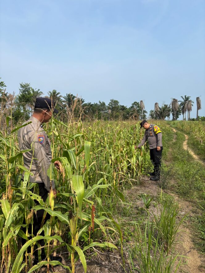 
					Bukan Hanya Keamanan Polisi Ikut “urus” Jagung, Polsek Bagan Sinembah Pastikan Panen Melimpah