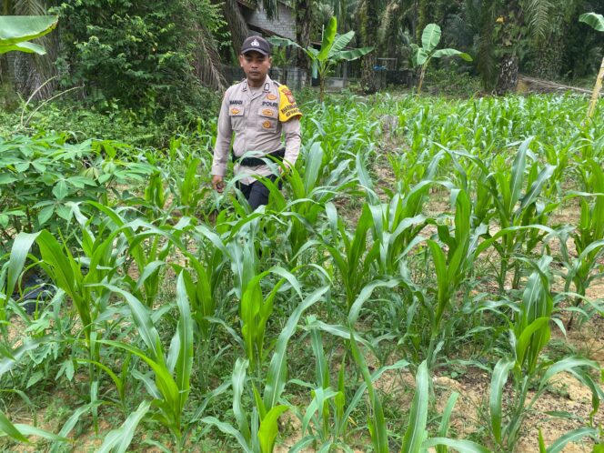 
					Temuan Mengejutkan Polsek Simpang Kanan, Saat Cek Langsung Perkembangan Jagung Pipil Warga