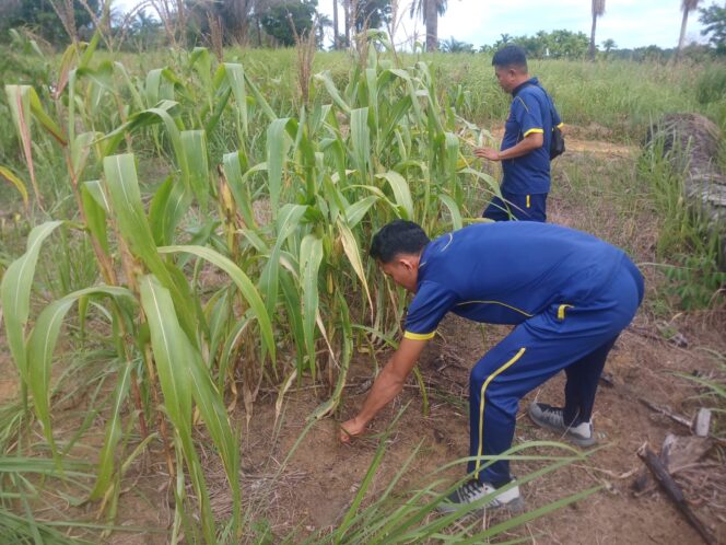 
					Dukung Asta Cita Presiden, Polsek Bagan Sinembah Intensif Pantau Pertumbuhan Jagung Program Ketahanan Pangan