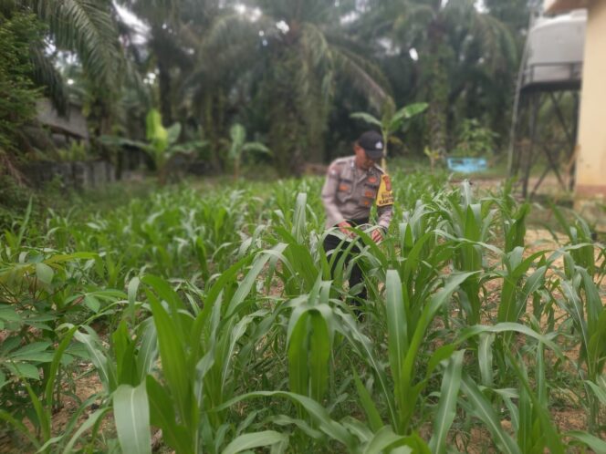 
					Cek Perkembangan Jagung Pipil Program Ketahanan Pangan, Polsek Simpang Kanan Dukung Program Asta Cita Presiden