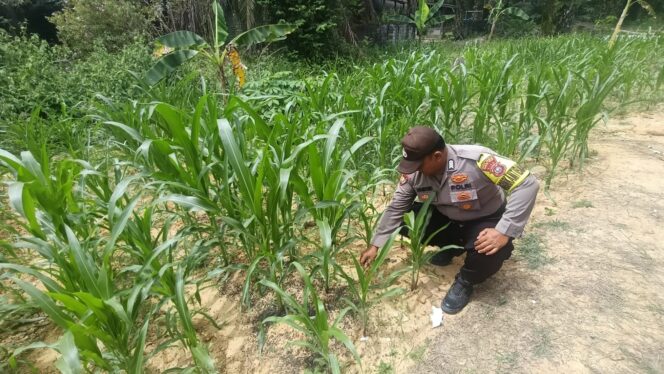 
					Genjot Pemantauan Pertumbuhan Jagung Pipil di Lapangan, Polsek Simpanng Kanan  Sambut Target Pangan