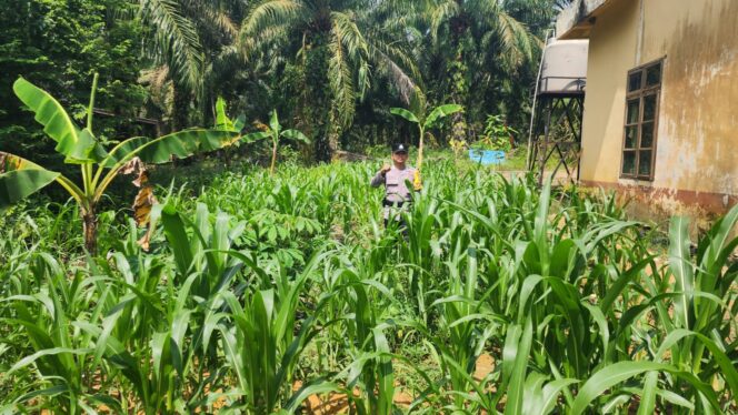 
					Demi Swasembada Pangan, Polsek Simpang Kanan Turun ke Lahan Pantau Jagung Pipil