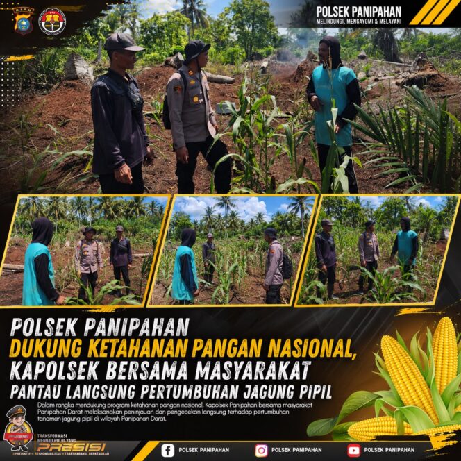 
					Polsek Panipahan Gelar Peninjauan langsung, Kuatkan Ketahana Pangan dengan Sinergi Bersama Petani