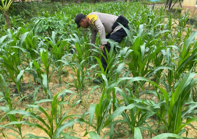 
					Peran Aktif Polsek Simpang Kanan Melalui Bhabinkamtibmas, Kawal Pertumbuhan Jagung Program Ketapang