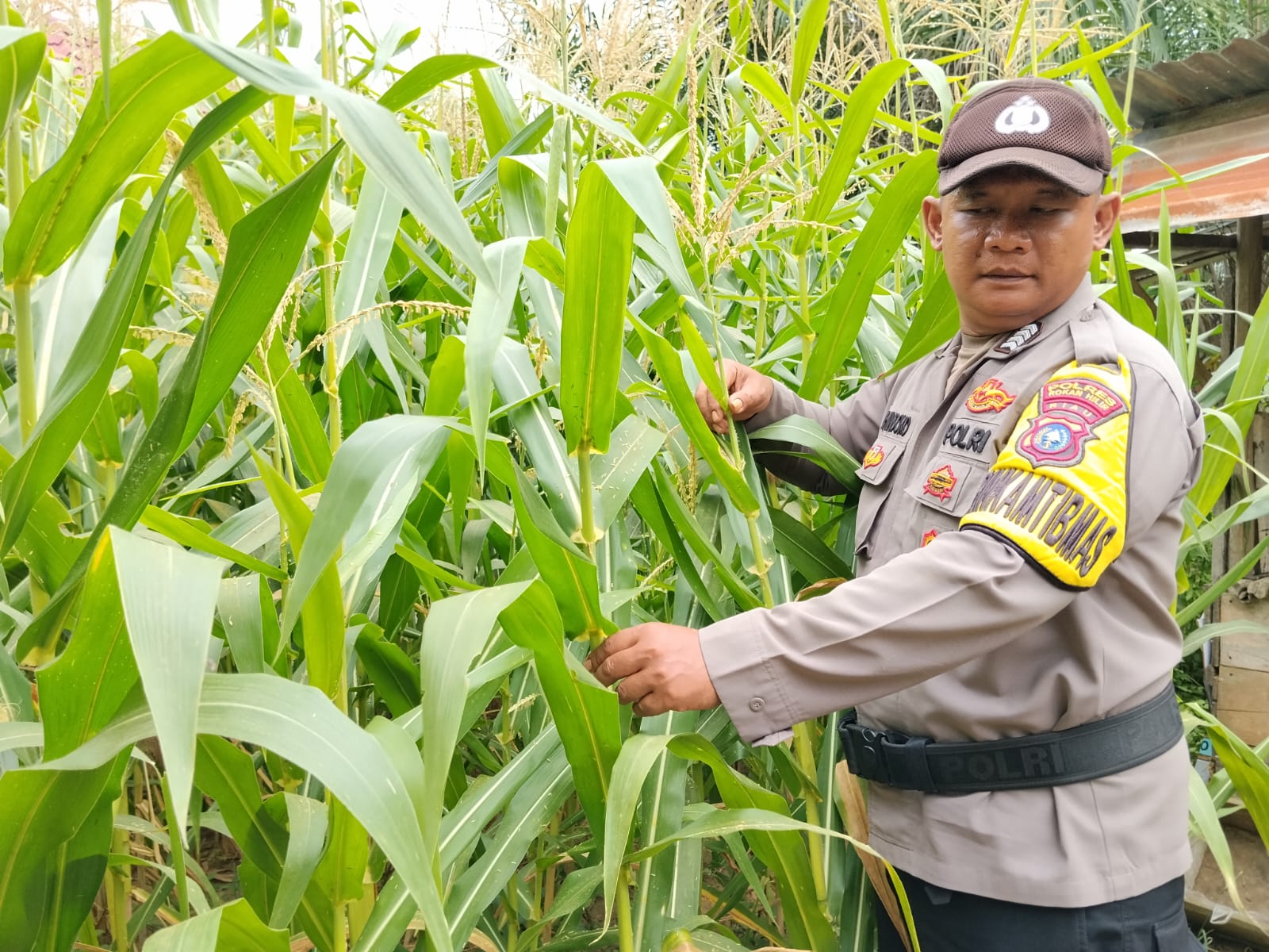 Panen Raya di Ujung Mata, Polsek Simpang Kanan All Out Pantau Jagung Demi Swasembada Pangan