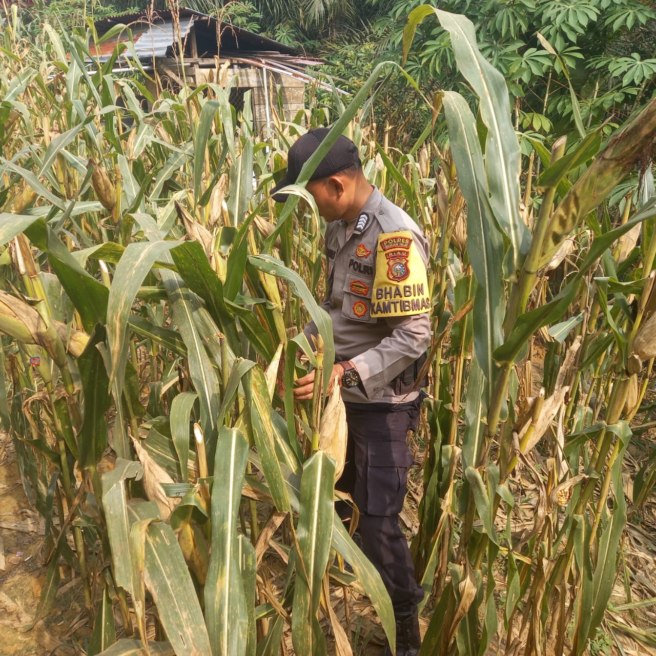 Giat Pengecekan Jagung Pipil Program  Ketahanan Pangan Tunggu Hasil Panen, Polsek Simpang Kanan Intensif Turun Lahan